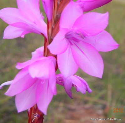 Watsonia lepida, photographed by Peter Warren