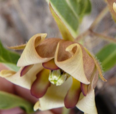 Pachycarpus dealbatus, photographed by Di Turner