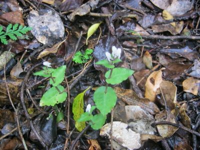 Disperis micrantha, photographed by Di Turner