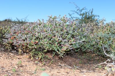 Ruschia spinosa, photographed by Tony Rebelo