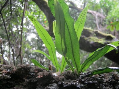 Lepisorus schraderi, photographed by Di Turner