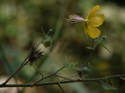 Abutilon persicum, photographed by Dinesh Valke