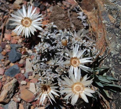 Helichrysum stoloniferum, photographed by Tony Rebelo