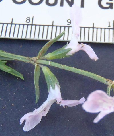 Stachys hyssopoides, photographed by Nicola van Berkel