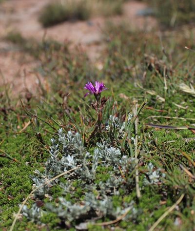 Erepsia esterhuyseniae, photographed by Tony Rebelo