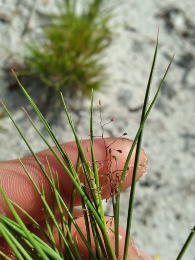 Dichanthelium breve, photographed by Scott Ward