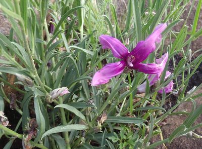 Ipomoea oenotheroides, photographed by Nicola van Berkel