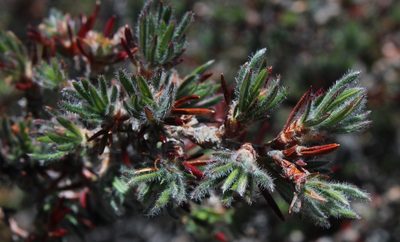 Cliffortia weimarckii, photographed by Tony Rebelo