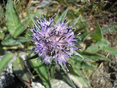 Saussurea alpina, photographed by Haltiamieli
