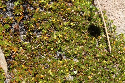 Acrosanthes parviflora, photographed by Tony Rebelo