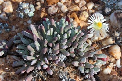 Cephalophyllum staminodiosum, photographed by Tony Rebelo