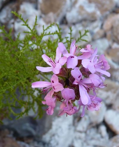 Pelargonium denticulatum, photographed by Di Turner