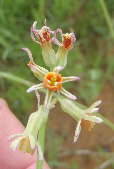 Tulbaghia leucantha, photographed by Nicola van Berkel
