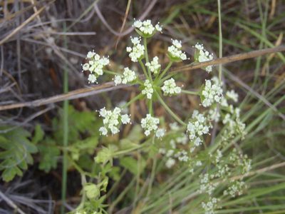 Berula thunbergii, photographed by Nicola van Berkel