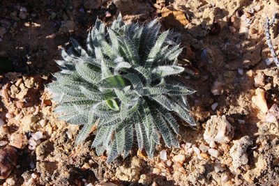 Gethyllis villosa, photographed by Tony Rebelo