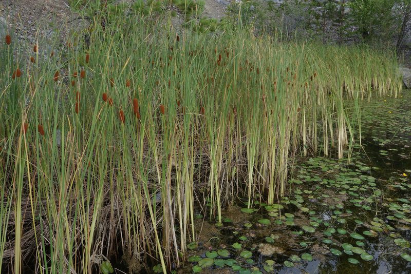Typha laxmannii, photographed by Oleg Kosterin