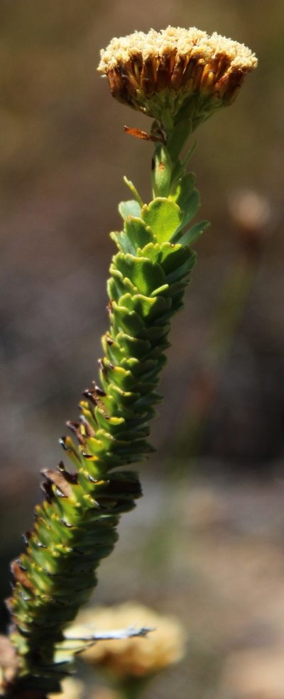 Athanasia cuneifolia, photographed by Tony Rebelo