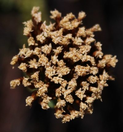 Athanasia cuneifolia, photographed by Tony Rebelo
