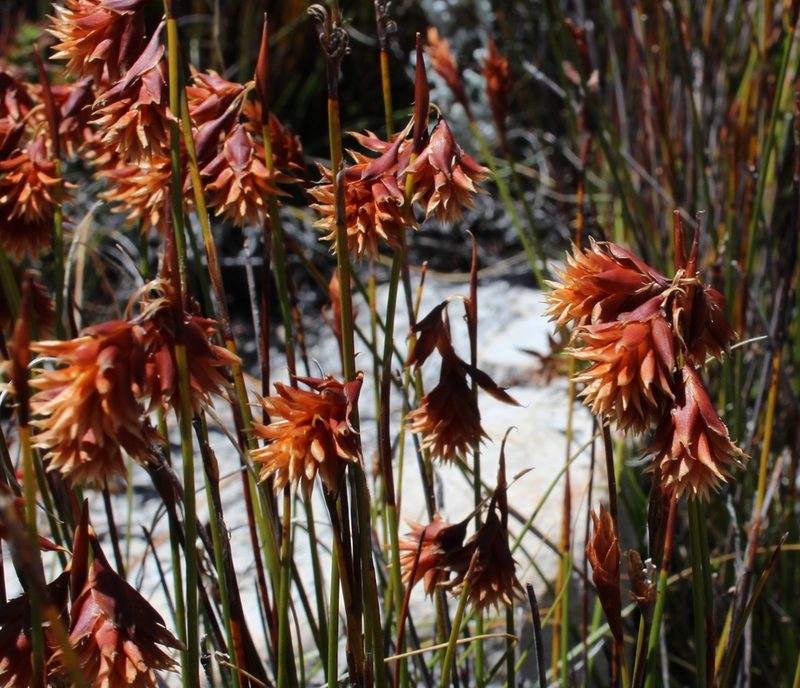 Staberoha aemula, photographed by Tony Rebelo