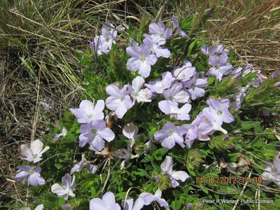Barleria monticola, photographed by Peter Warren