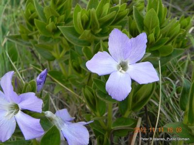 Barleria monticola, photographed by Peter Warren