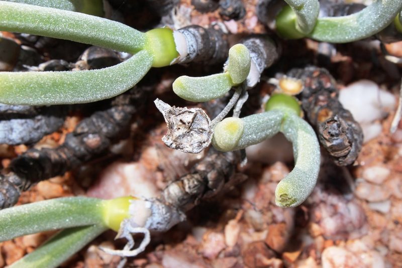 Monilaria pisiformis, photographed by Tony Rebelo