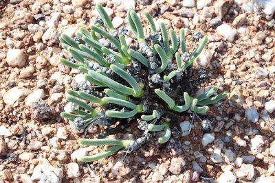 Monilaria pisiformis, photographed by Tony Rebelo