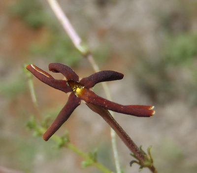 Jamesbrittenia atropurpurea, photographed by Nicola van Berkel