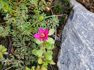 Portulaca amilis, photographed by Mark Connolly