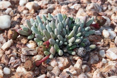 Cephalophyllum griseum, photographed by Tony Rebelo