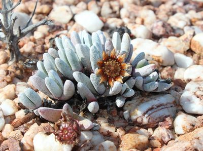 Cephalophyllum griseum, photographed by Tony Rebelo