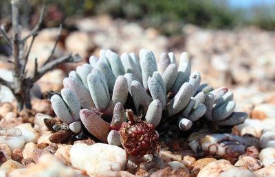 Cephalophyllum griseum, photographed by Tony Rebelo