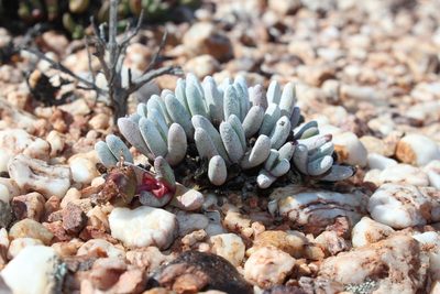 Cephalophyllum griseum, photographed by Tony Rebelo