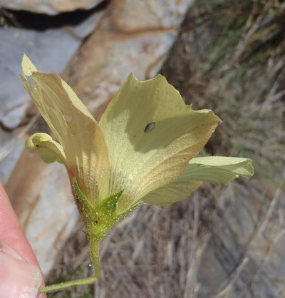 Hibiscus engleri, photographed by Nicola van Berkel