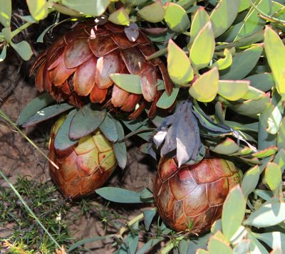 Protea effusa, photographed by Tony Rebelo