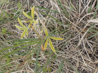 Pediomelum esculentum, photographed by Mary Krieger