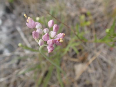 Allium stellatum, photographed by Mary Krieger