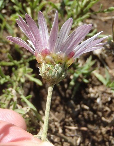 Arctotis venusta, photographed by Nicola van Berkel