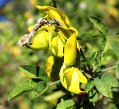 Crotalaria agatiflora, photographed by Tony Rebelo
