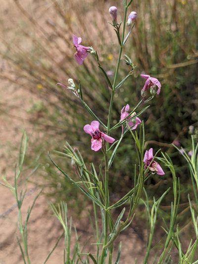 Penstemon thurberi, photographed by Dominic Gentilcore