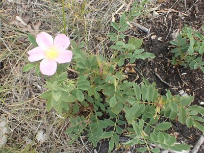 Rosa arkansana, photographed by Mary Krieger