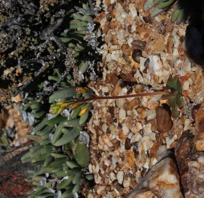 Bulbine fallax, photographed by Tony Rebelo