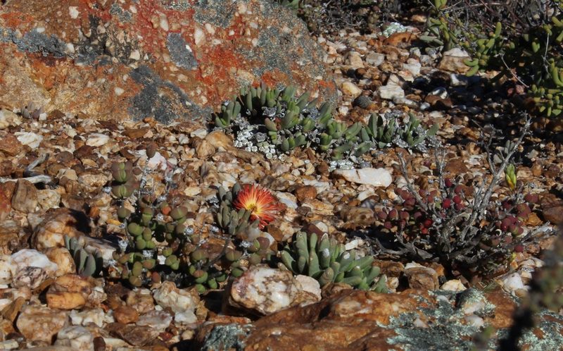 Cephalophyllum caespitosum, photographed by Tony Rebelo