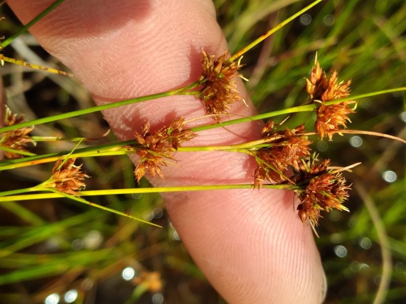 Rhynchospora fernaldii, photographed by Scott Ward