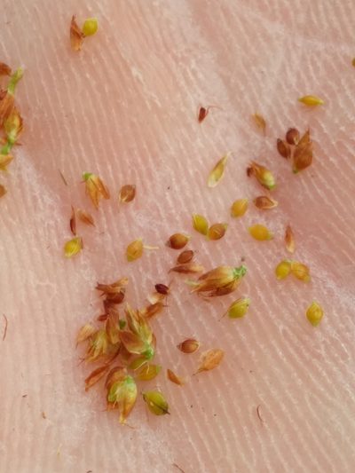 Rhynchospora fernaldii, photographed by Scott Ward