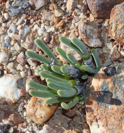 Monilaria pisiformis, photographed by Tony Rebelo