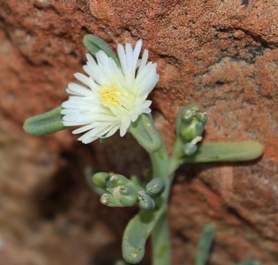 Mesembryanthemum rapaceum, photographed by Tony Rebelo