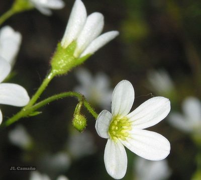 Saxifraga fragosoi, photographed by José Luis Camaño
