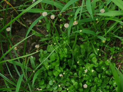 Erigeron bellioides, photographed by Jacy Chen