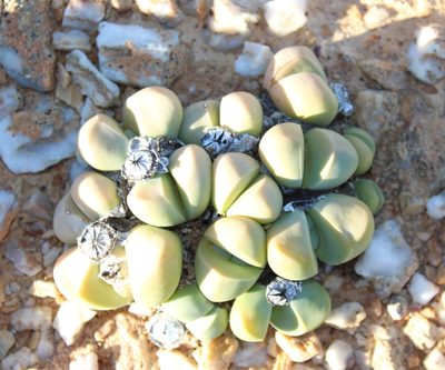Argyroderma framesii, photographed by Tony Rebelo